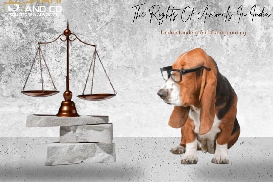 the rights of animals